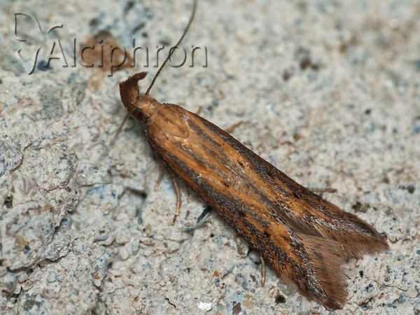 Metzneria artificella