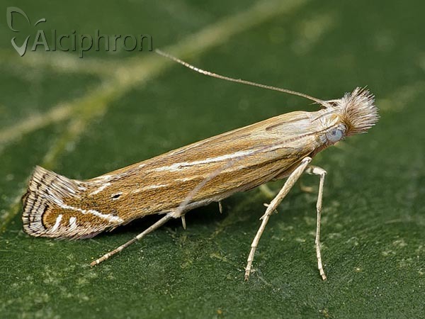 Isophrictis anthemidella
