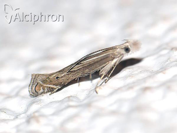 Isophrictis anthemidella