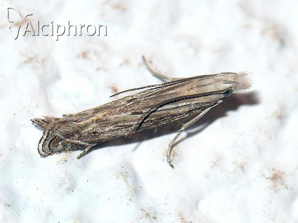 Isophrictis anthemidella