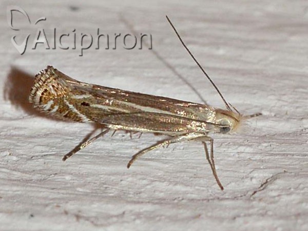 Isophrictis anthemidella
