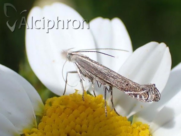 Isophrictis anthemidella
