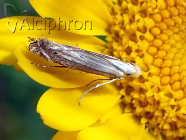 Isophrictis anthemidella
