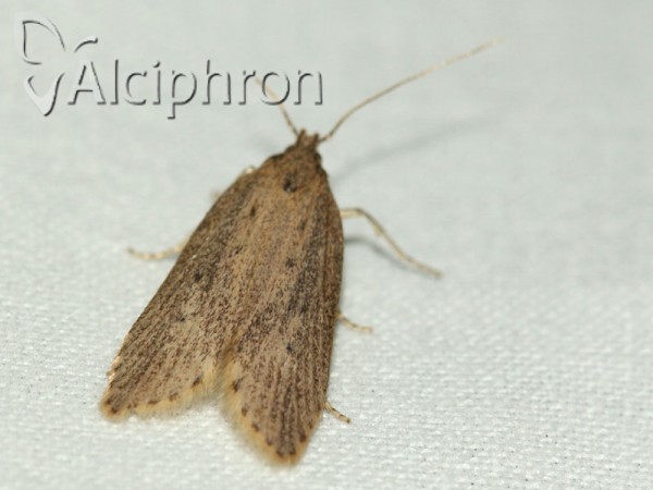 Atremaea lonchoptera