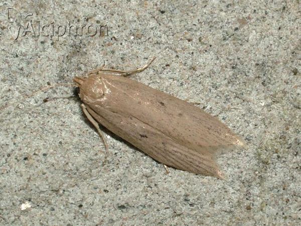 Atremaea lonchoptera