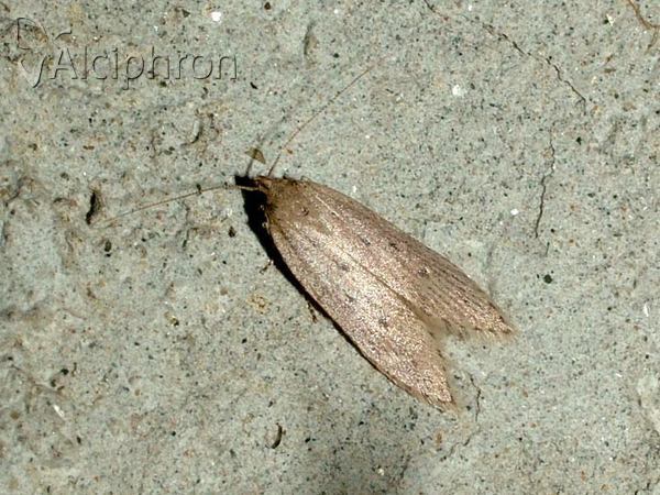 Atremaea lonchoptera