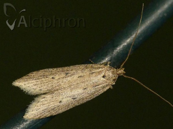 Atremaea lonchoptera