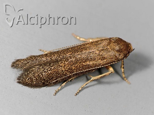 Xystophora pulveratella