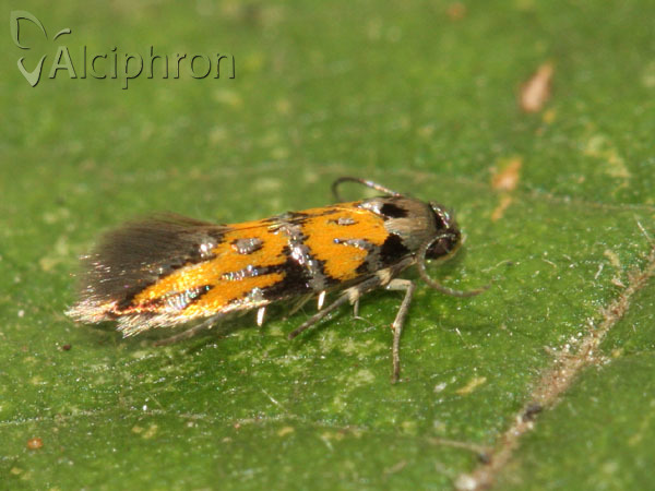 Chrysoesthia drurella