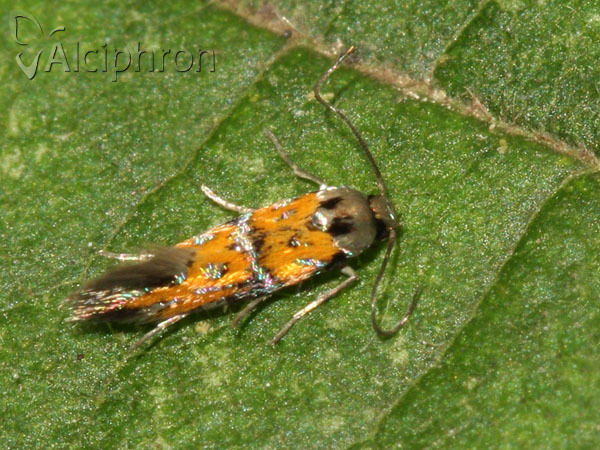 Chrysoesthia drurella