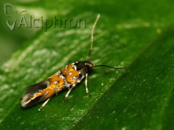 Chrysoesthia drurella
