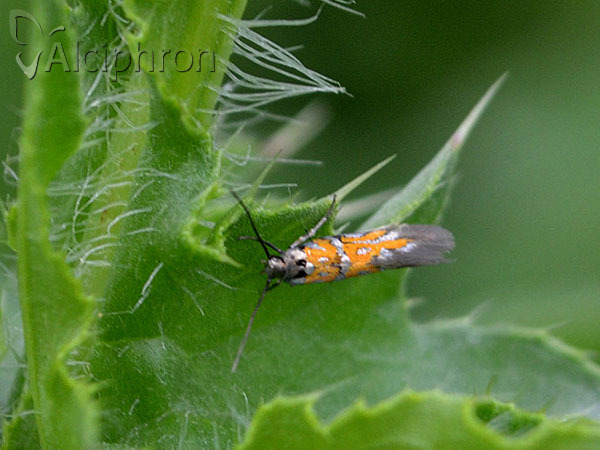 Chrysoesthia drurella