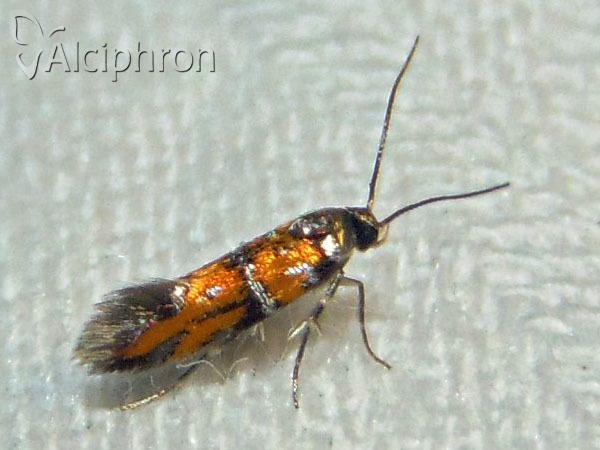 Chrysoesthia drurella