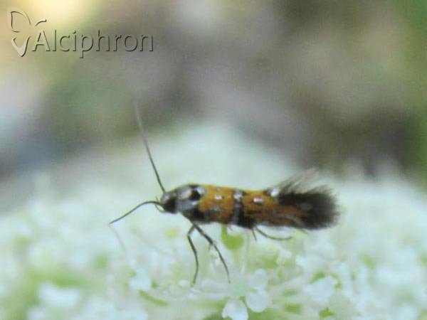 Chrysoesthia drurella
