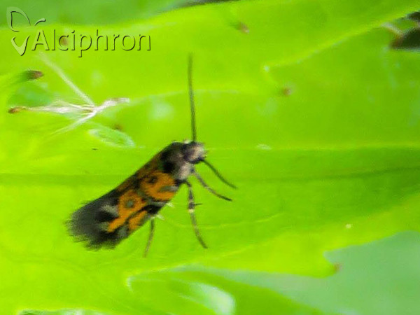 Chrysoesthia drurella