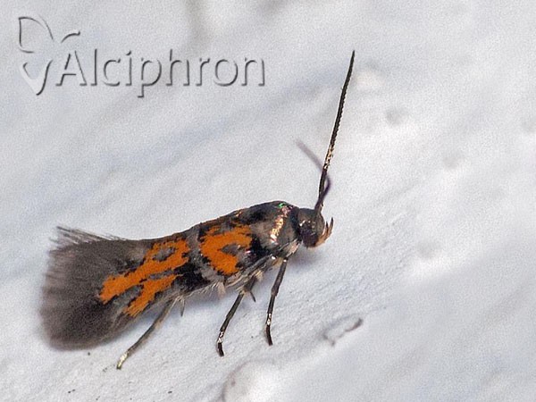 Chrysoesthia drurella