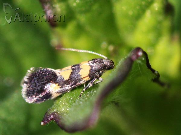 Chrysoesthia sexguttella