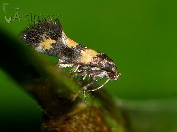 Chrysoesthia sexguttella
