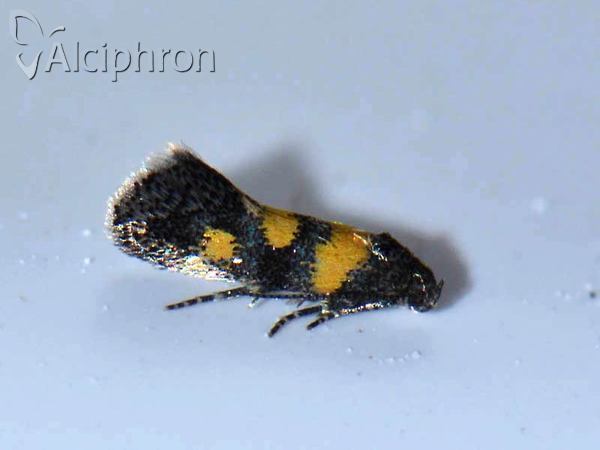 Chrysoesthia sexguttella