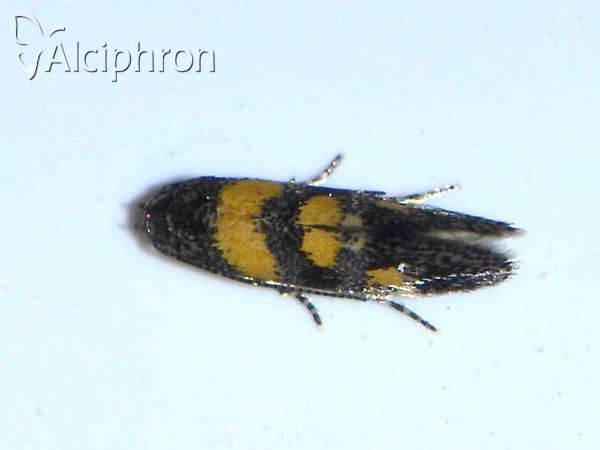 Chrysoesthia sexguttella