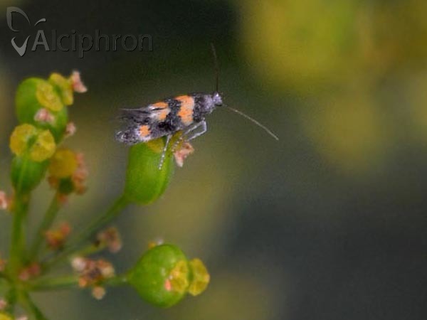 Chrysoesthia sexguttella