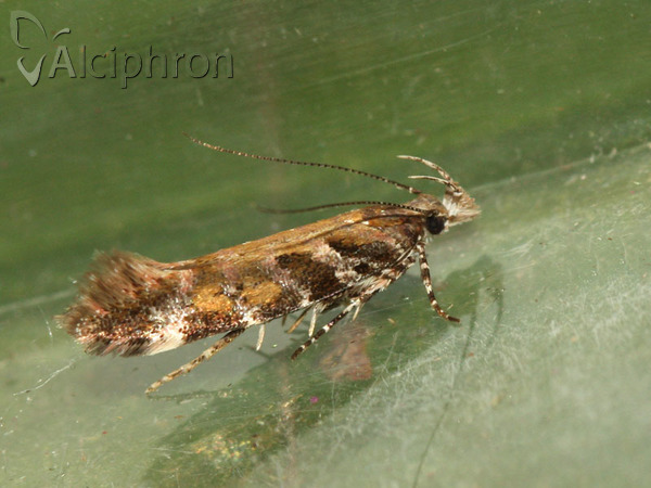 Aristotelia decurtella