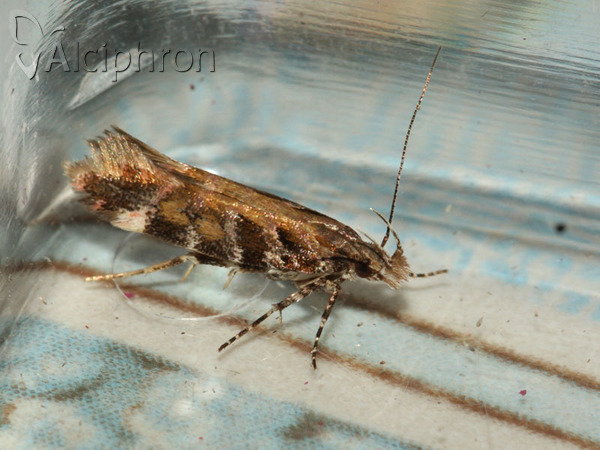 Aristotelia decurtella