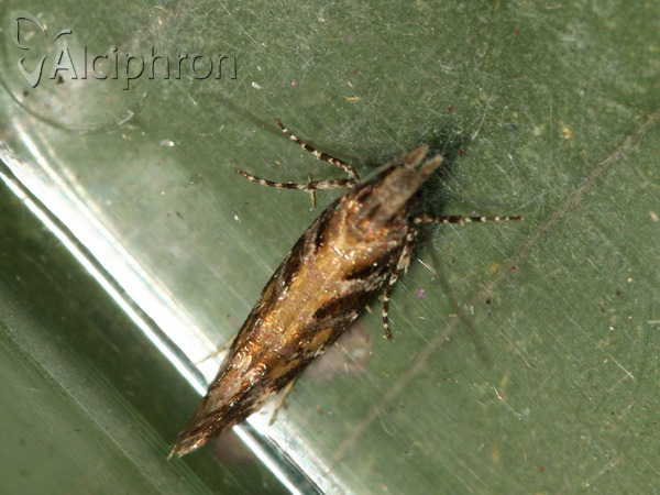 Aristotelia decurtella