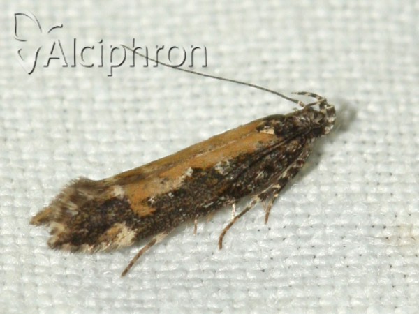 Aristotelia subdecurtella
