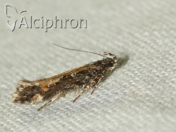Aristotelia subdecurtella
