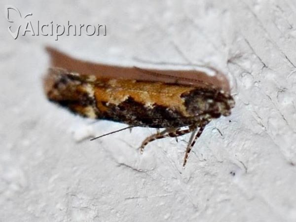 Aristotelia subdecurtella