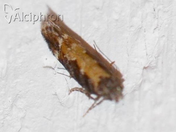 Aristotelia subdecurtella