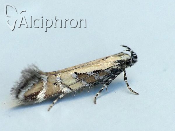 Aristotelia calastomella