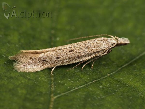 Megacraspedus tristictus