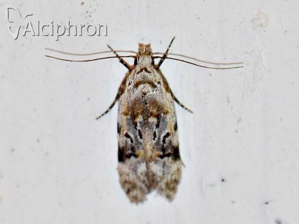 Altenia scriptella