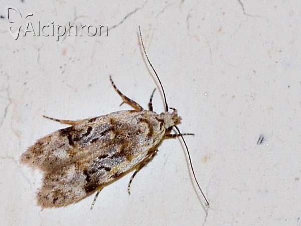 Altenia scriptella