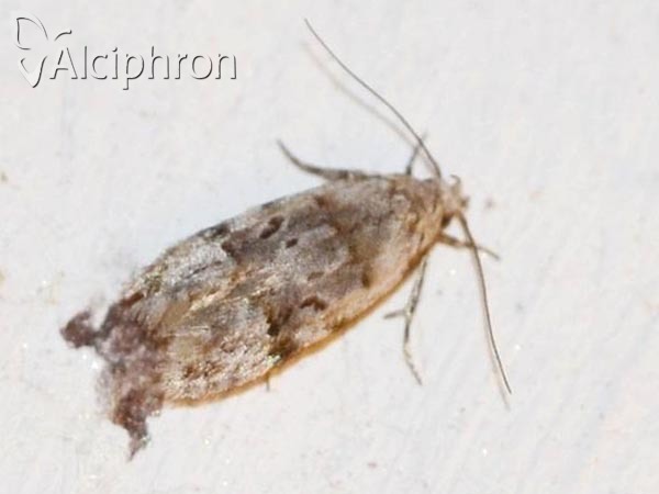 Altenia scriptella