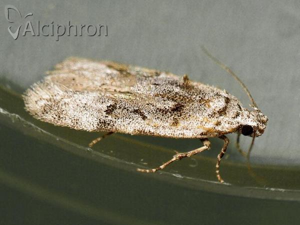 Altenia scriptella