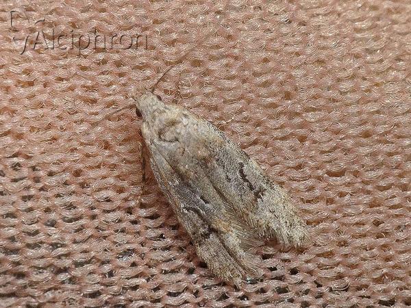 Altenia scriptella
