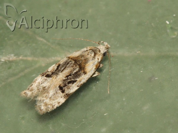 Altenia scriptella