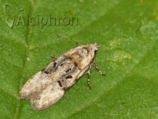 Altenia scriptella
