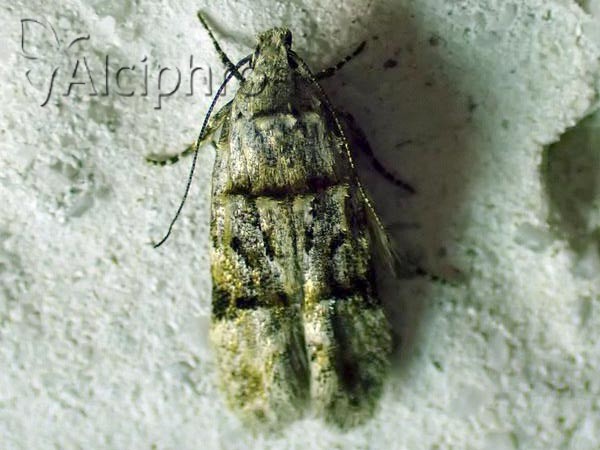 Altenia scriptella