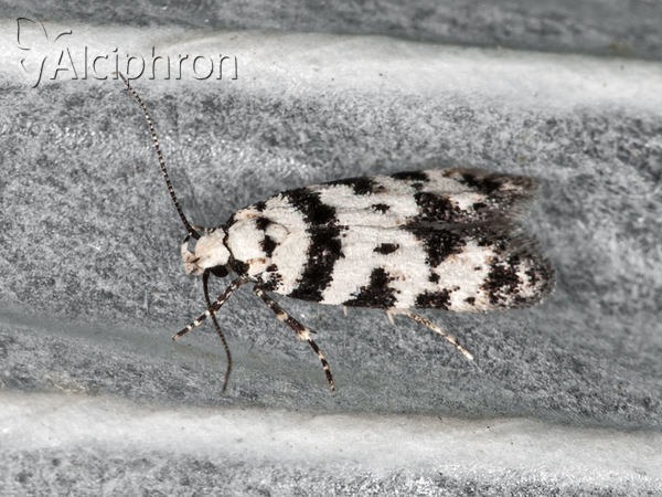 Pseudotelphusa scalella