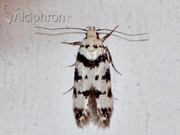 Pseudotelphusa scalella