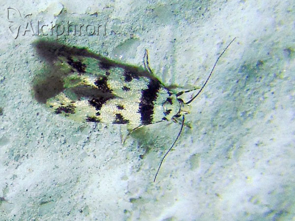 Pseudotelphusa scalella