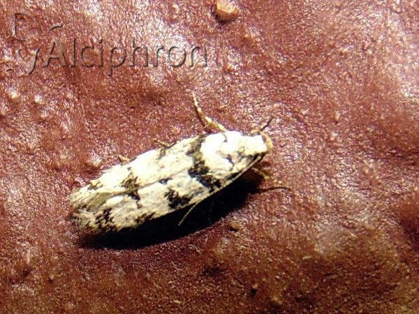 Pseudotelphusa scalella