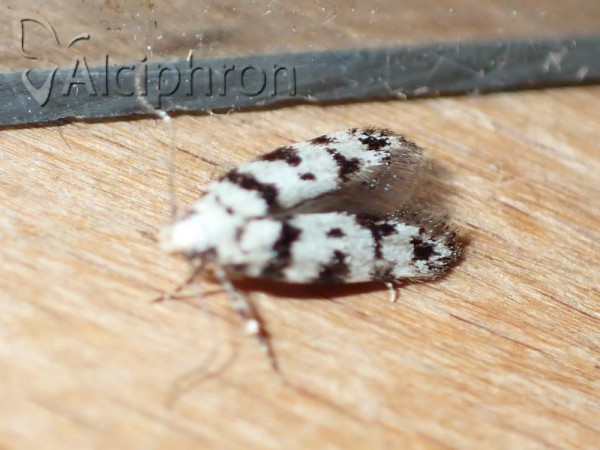 Pseudotelphusa scalella