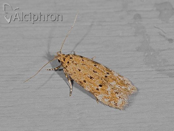 Pseudotelphusa paripunctella