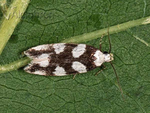 Pseudotelphusa tessella