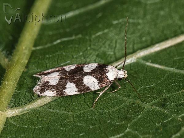 Pseudotelphusa tessella
